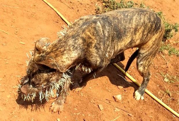 Quem morde porco-espinho, acorda com agulha até na alma