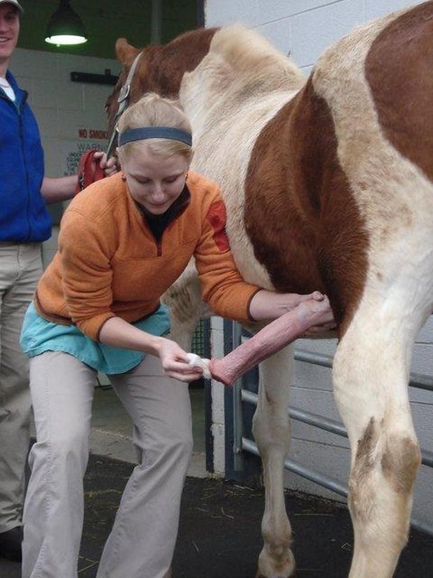 Se tá difícil pra você, imagina pra quem passa a manhã limpando rola de equino.