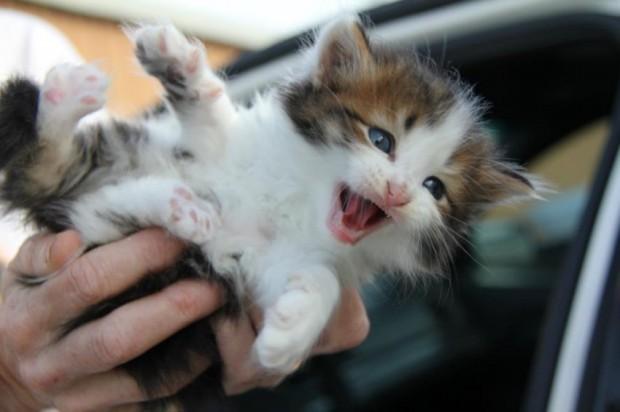 Se isso não der um sorrisinho, já pode desligar o coração.