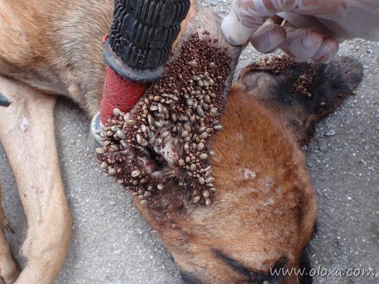 multidao-de-carrapatos