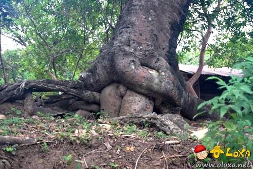 natureza sacana
