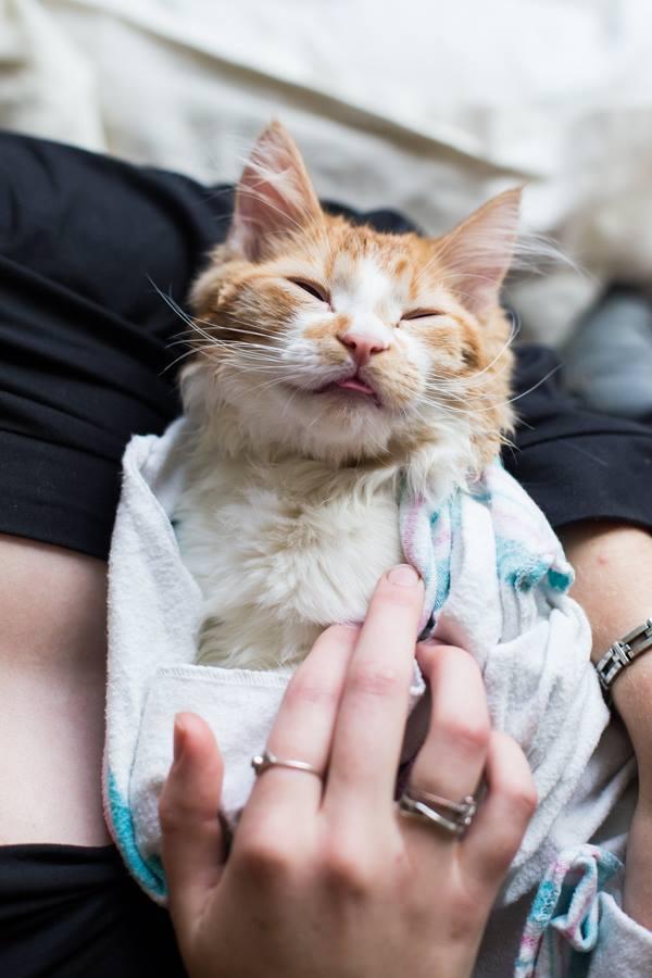 Casal faz ensaio de fotos do noticias doida gatinho 14
