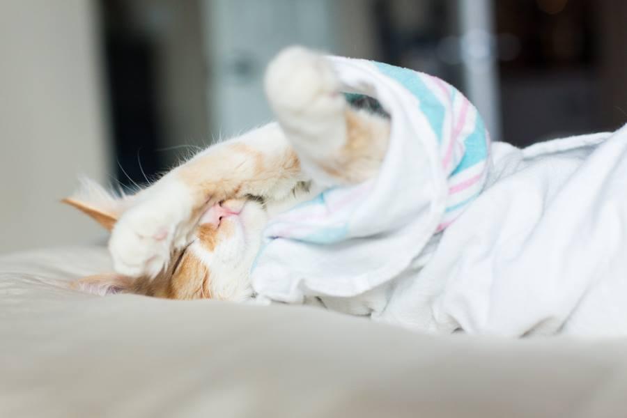 Casal faz ensaio de fotos do noticias doida gatinho 15