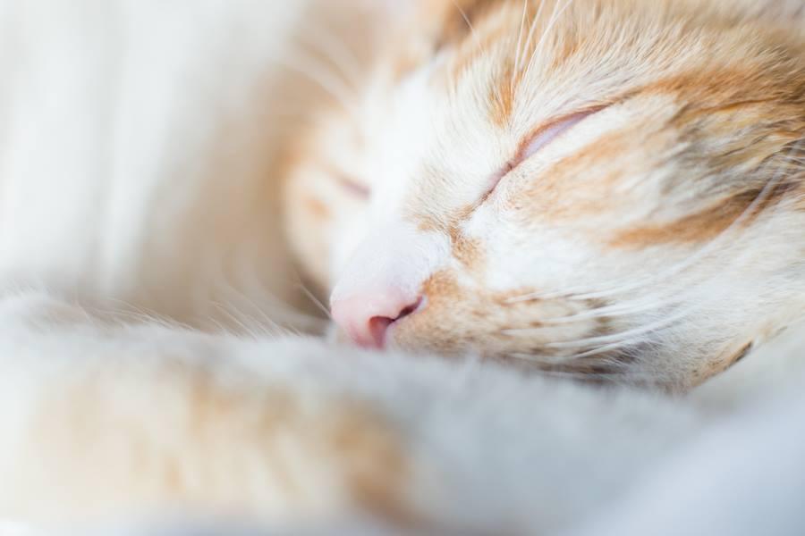 Casal faz ensaio de fotos do noticias doida gatinho 16