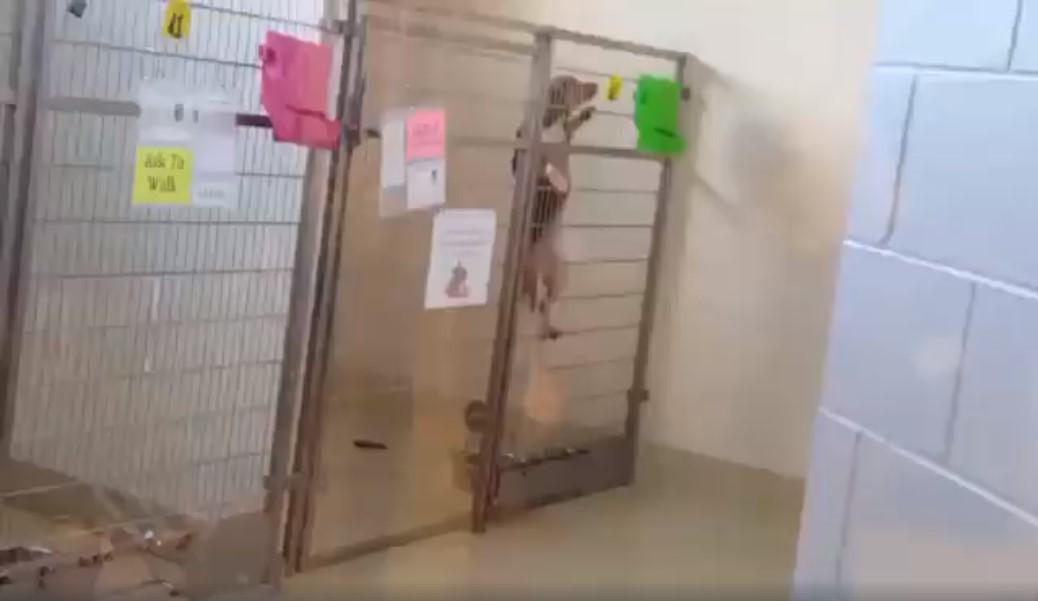 noticias doidas cachorro1