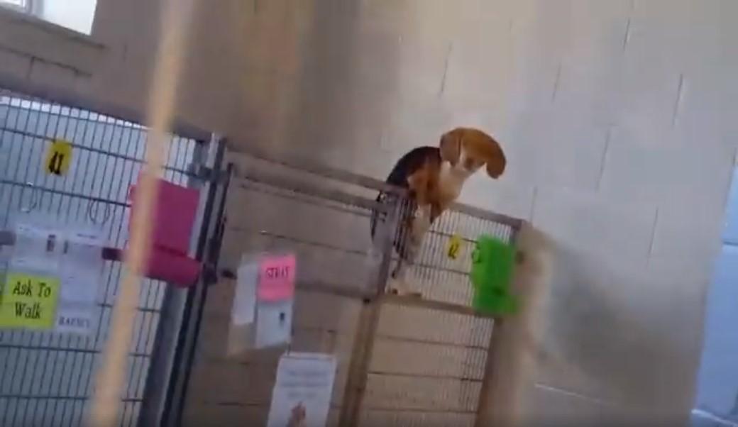 noticias doidas cachorro2