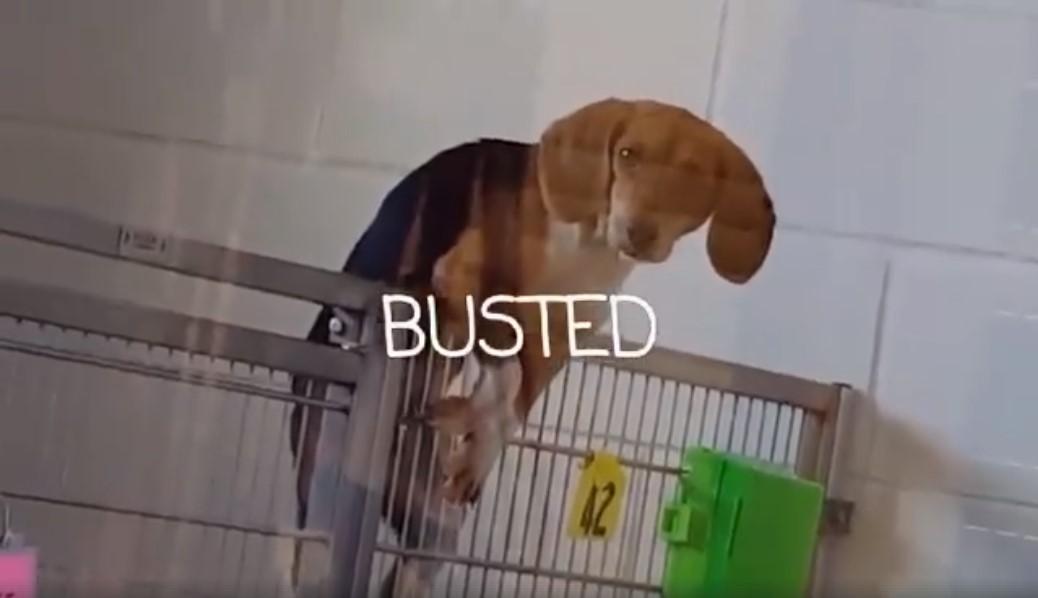 noticias doidas cachorro3