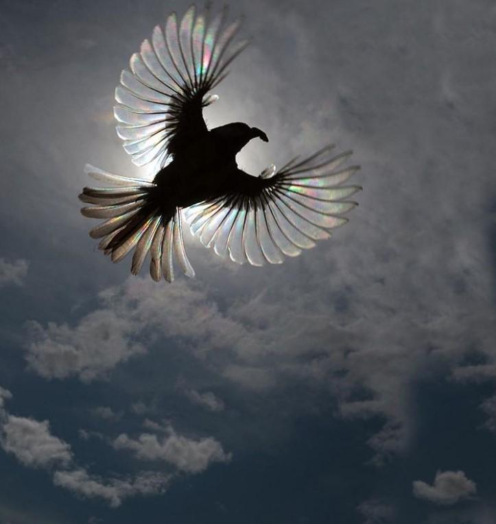 noticias doidas conhecidencia9