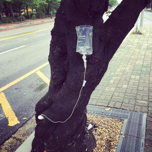 noticias doidas coreia do sul2