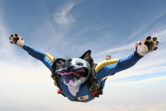 noticias doidas montagens10