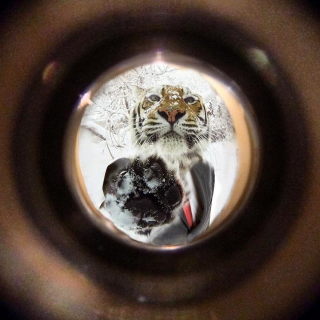 noticias doidas montagens18