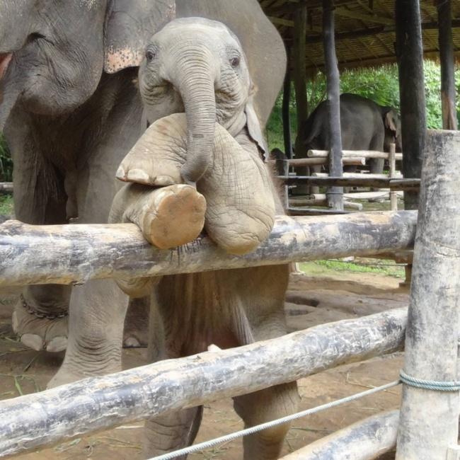 noticias doidas montagens19