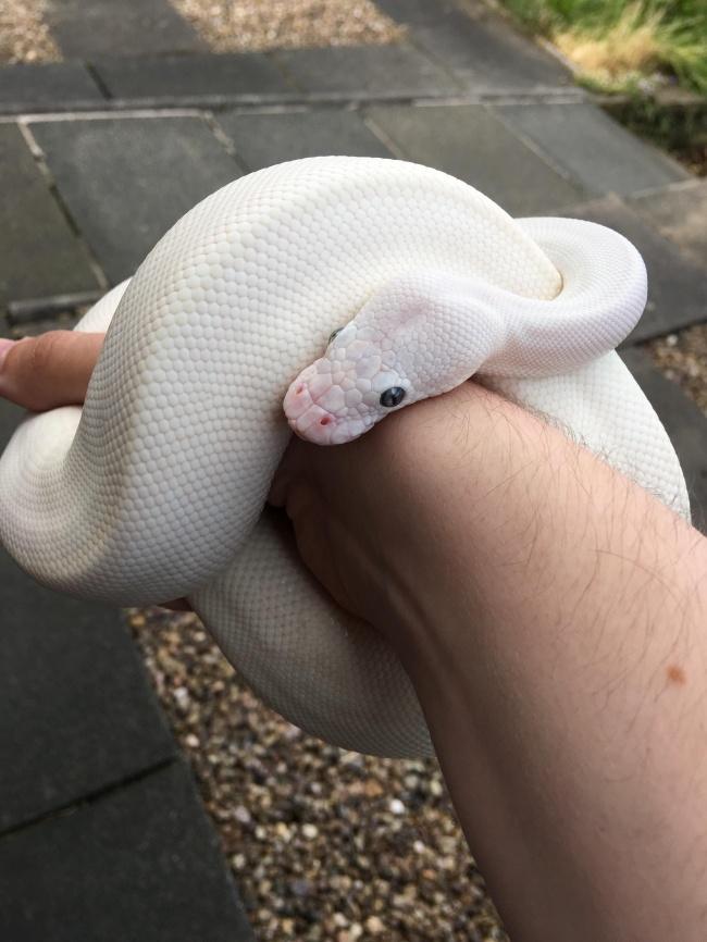 noticias doidas montagens21