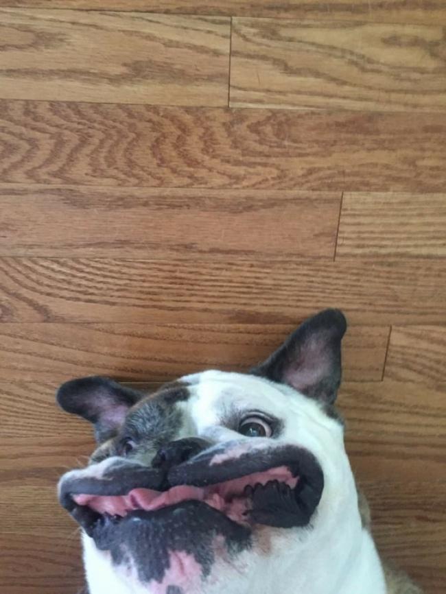 noticias doidas montagens9