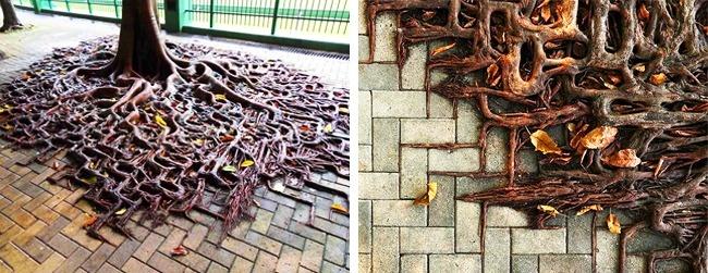 noticias doidas natureza8