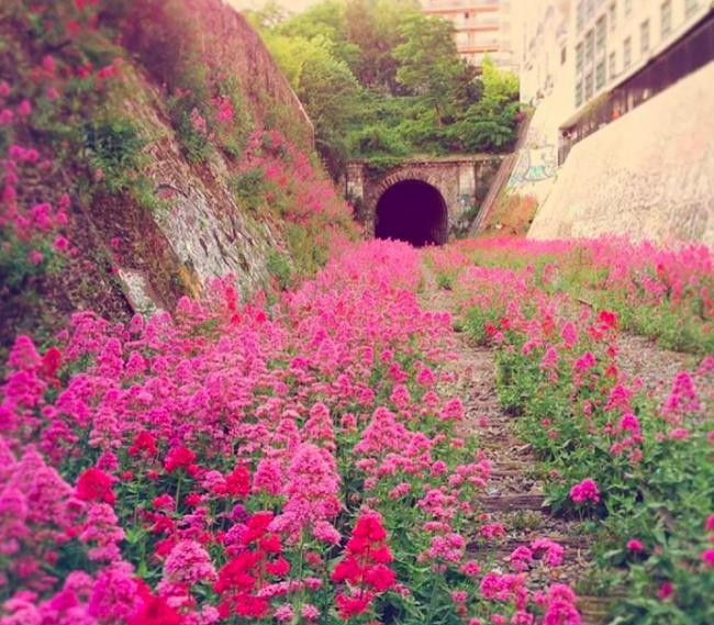 noticias doidas natureza9