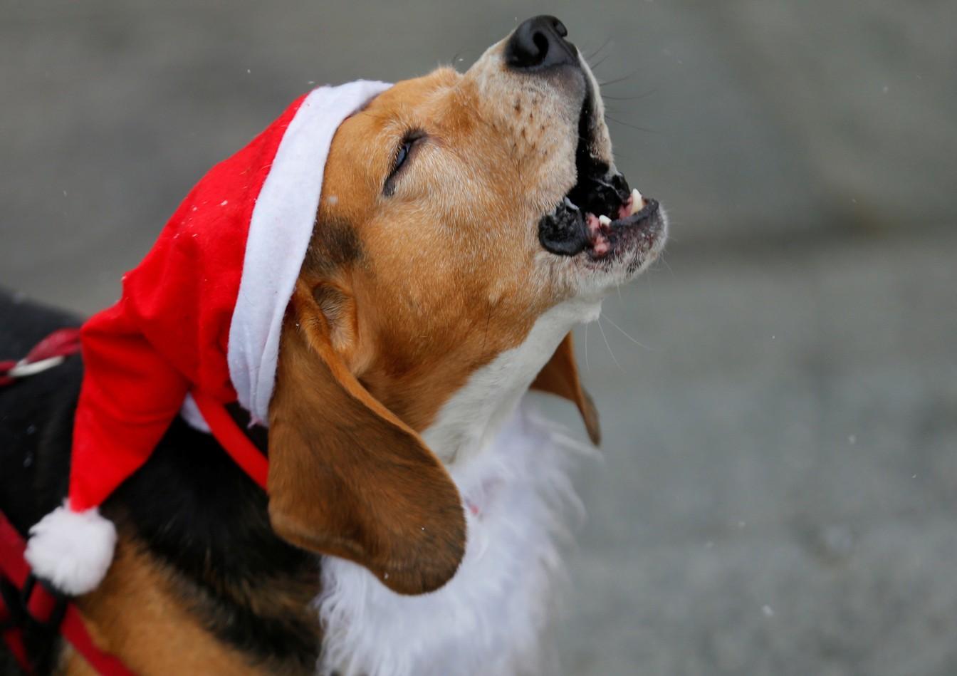 Para celebrar o natal, la na Hungria fizeram a corrida de Papais Noéis 16 noticias doidas papai noel4