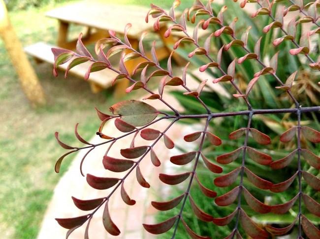 noticias doidas perfeccionistas 6