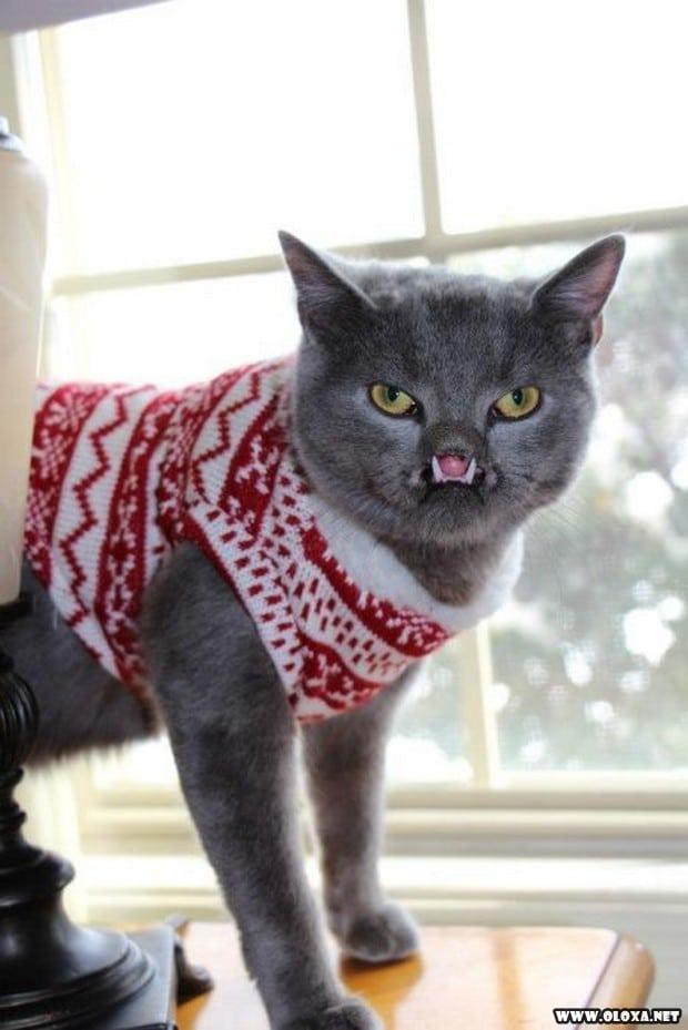 Parece que vai te morder, mas só quer carinho (e talvez um pouco do seu sangue)