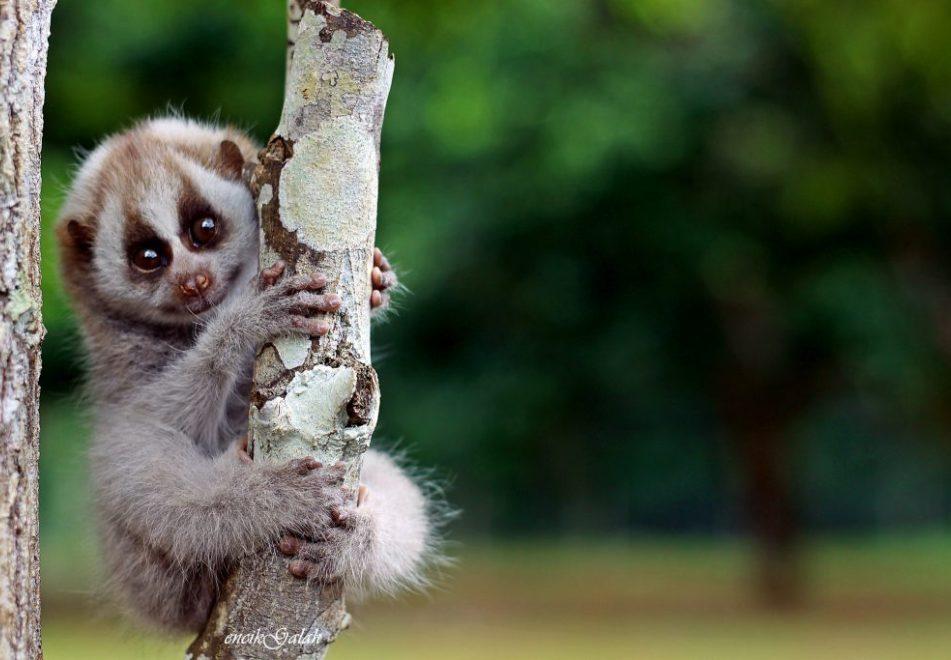 oloxa animais fofos 10