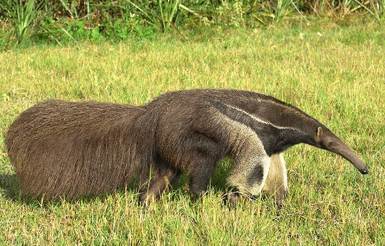 oloxa animais fofos 4