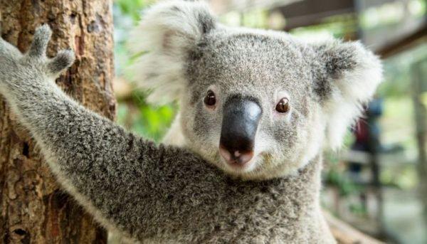 oloxa animais preguicosos 2