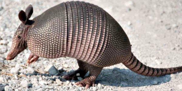 oloxa animais preguicosos 4