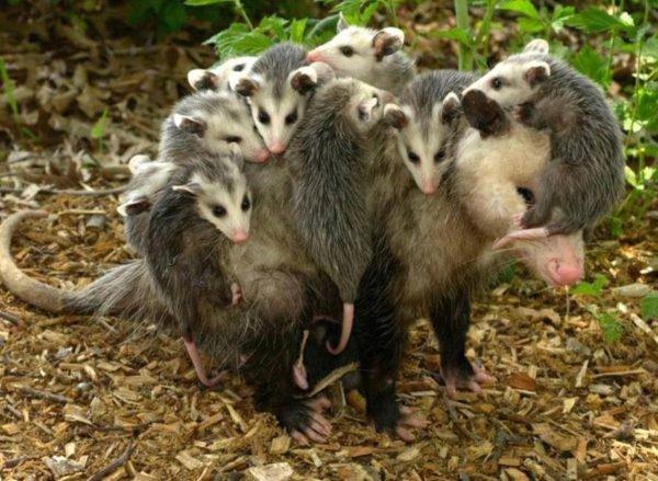 Os animais mais preguiçosos do mundo animal que você não sabia