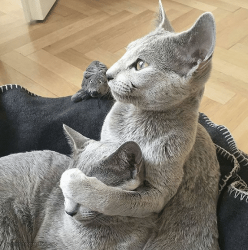 Flagras de momentos inacreditáveis do seu animal de estimação