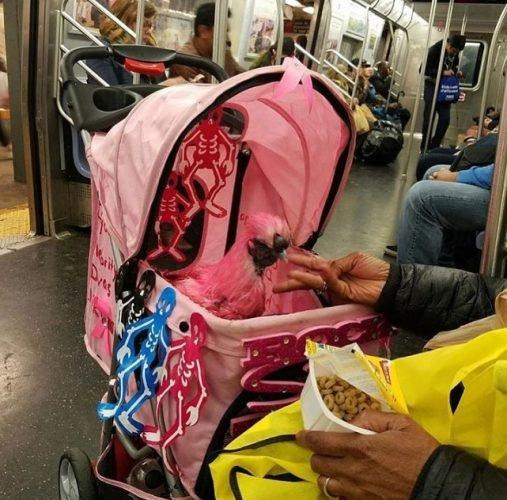 oloxa coisas estranhas no metro 4