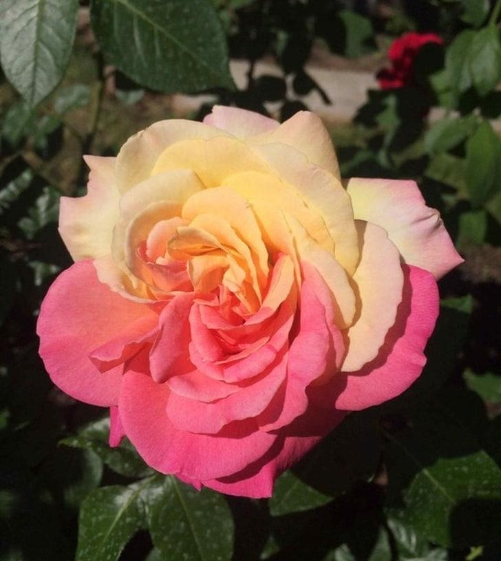 oloxa fotos que nao foram retocadas 9