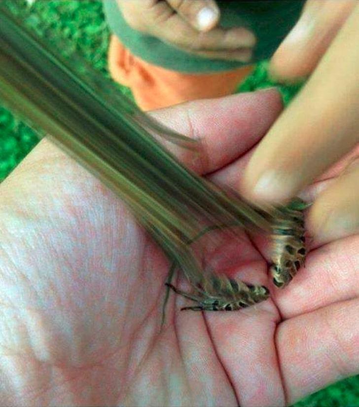 oloxa moemtos exatos 5