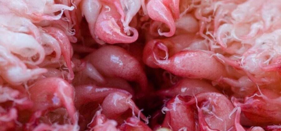 Fotos com mega zoom em partes do nosso corpo