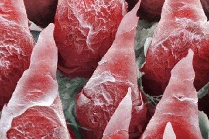 oloxa parte do corpo 2