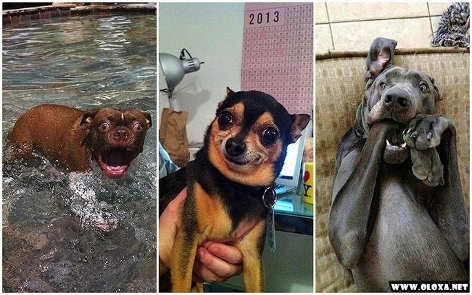 Cachorro vesgo com a língua caída e cara de ressaca braba