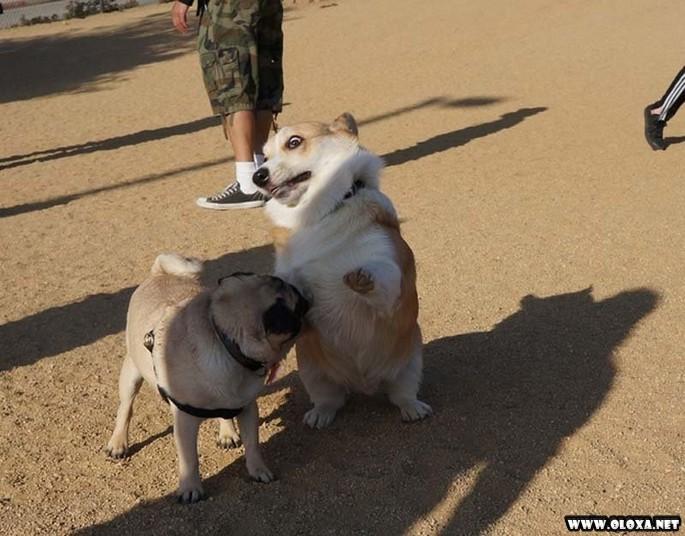 os cachorros mais feios e engracados pelo mundo 10