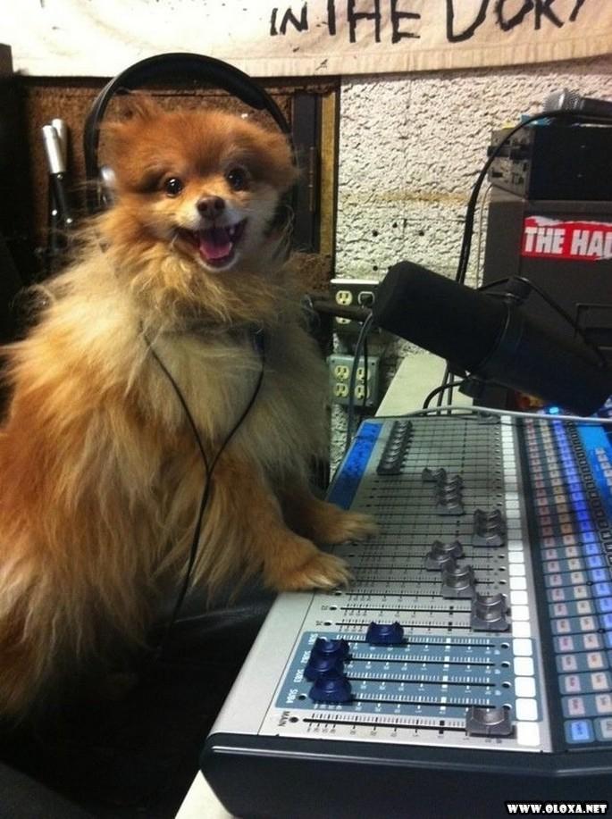 os cachorros mais feios e engracados pelo mundo 11