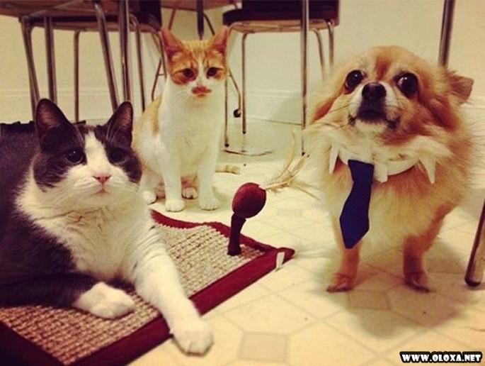 os cachorros mais feios e engracados pelo mundo 14