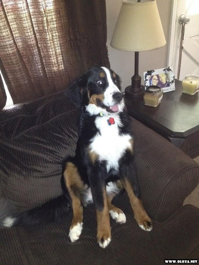 os cachorros mais feios e engracados pelo mundo 15