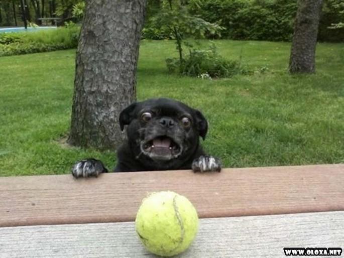 os cachorros mais feios e engracados pelo mundo 17