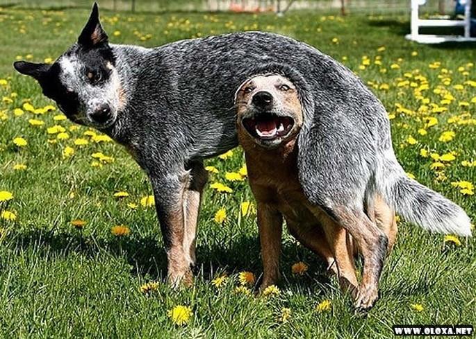 os cachorros mais feios e engracados pelo mundo 19