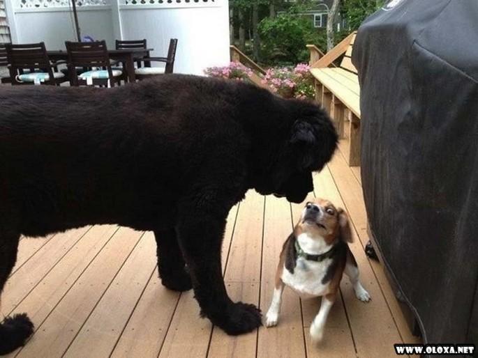 os cachorros mais feios e engracados pelo mundo 2