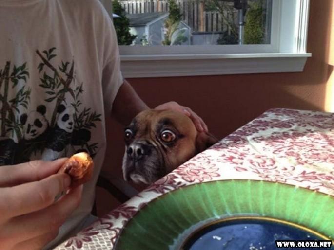 os cachorros mais feios e engracados pelo mundo 21