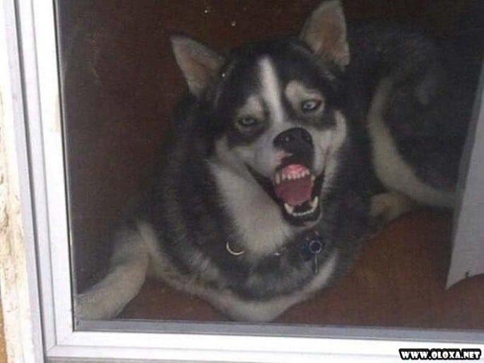 os cachorros mais feios e engracados pelo mundo 22