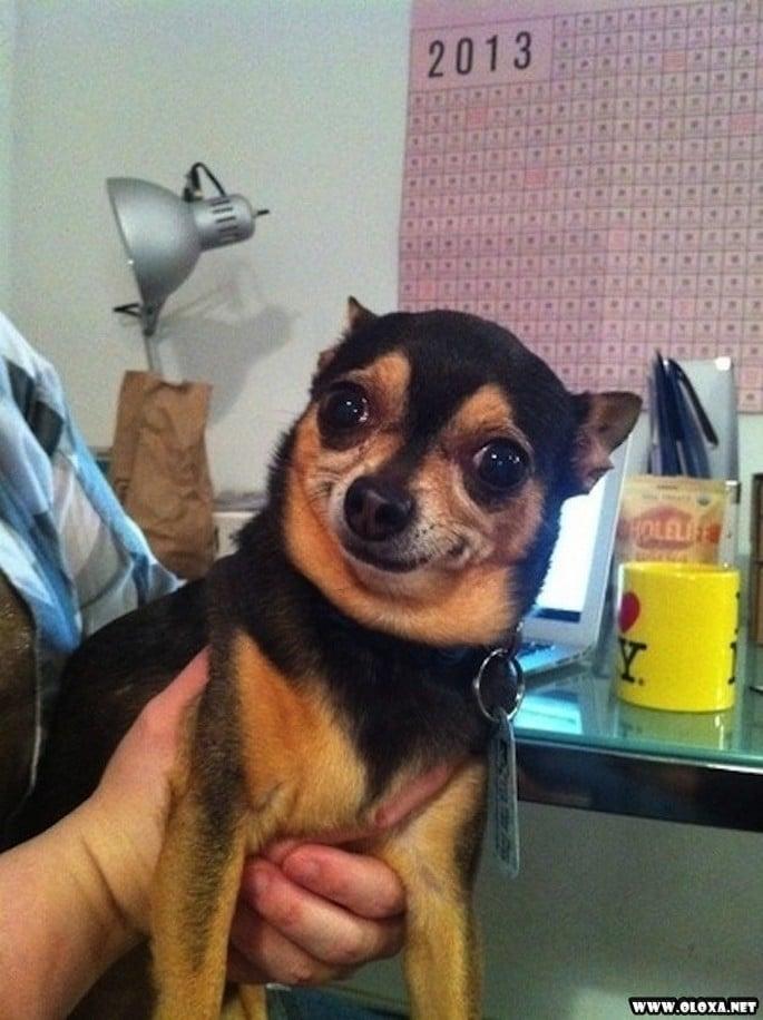 os cachorros mais feios e engracados pelo mundo 23