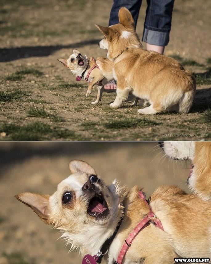 os cachorros mais feios e engracados pelo mundo 24