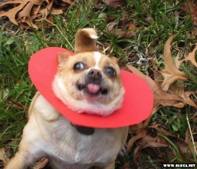 os cachorros mais feios e engracados pelo mundo 25