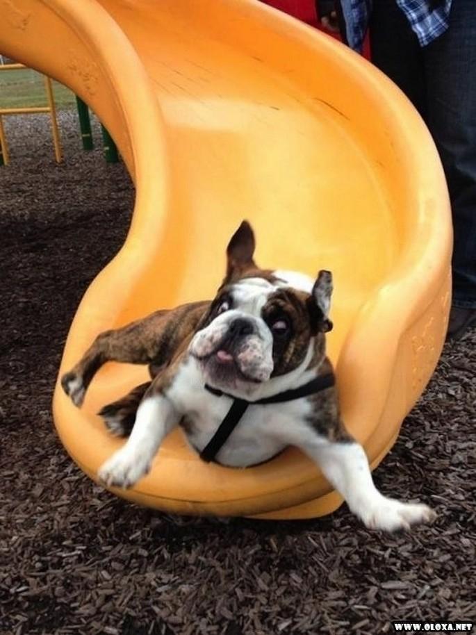 os cachorros mais feios e engracados pelo mundo 27