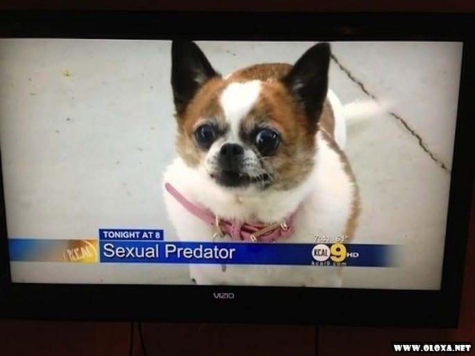 os cachorros mais feios e engracados pelo mundo 3