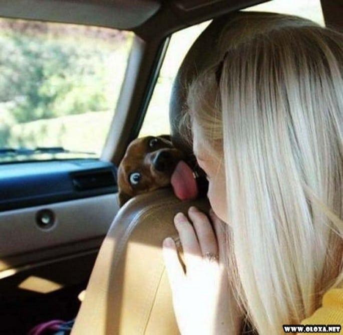 os cachorros mais feios e engracados pelo mundo 6